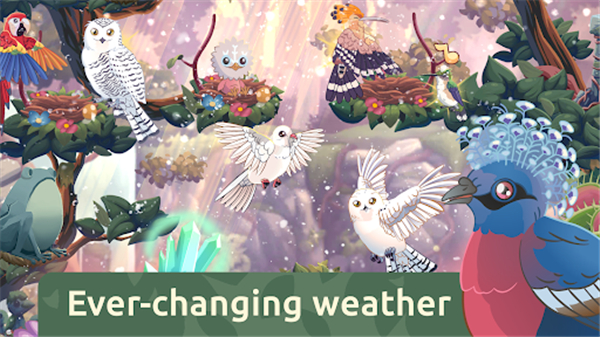 鳥(niǎo)類世界內(nèi)置菜單版