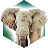方舟動物園