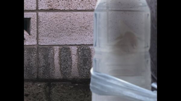 翌日貓之怪奇譚