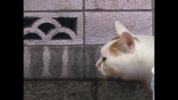 翌日貓之怪奇譚