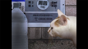 翌日貓之怪奇譚